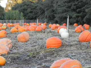 Nipomo Pumpkin Patch Field Picture